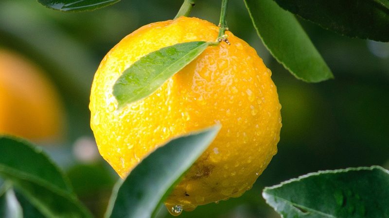 移液器在现代生物实验室中的关键角色：如何选择合适的上海代理加盟？**